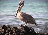 Galapagos 1-2-09 Bachas Pelican The brown pelican is found throughout the islands, skimming over the water, plunge-diving, and resting in mangrove trees. Adult pelicans can be distinguished from juveniles by their plumage. Juveniles tend to have gray face, skin, bill, and legs, with a brown body. Adults have a white neck, gray-brown upper body and brown to black lower body. The neck is white, often with a yellowish crown.